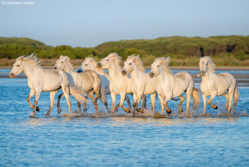 cheval-camargue